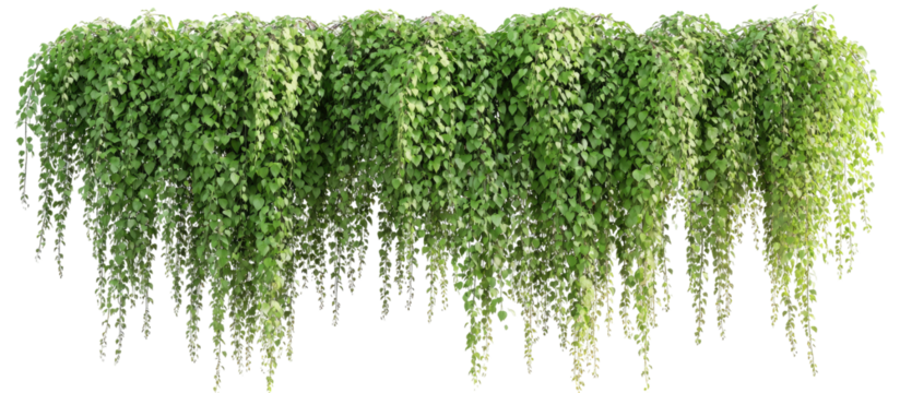 Lush, cascading greenery.  Dense clusters of hanging foliage