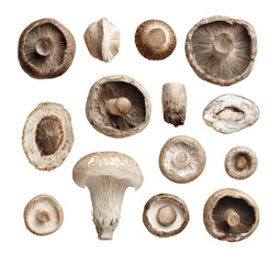 Close-up view of various mushroom caps and stems, arranged in a grid pattern.  Different shades of brown and beige.  Highlighted edges