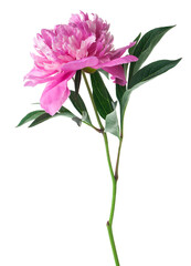 Peony flower isolated on white background.