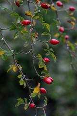 Wild red rose hips in the autumn season
