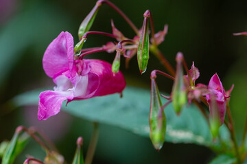 A closeup of pink Himalayan balsam flowers