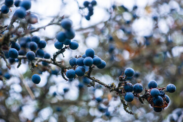 Fruits of the blackthorn bush Prunus spinosa