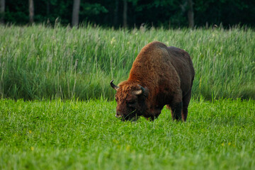 Żubr wielki byk dzikie zwierzę chronione żyje w Puszczy Białowieskiej