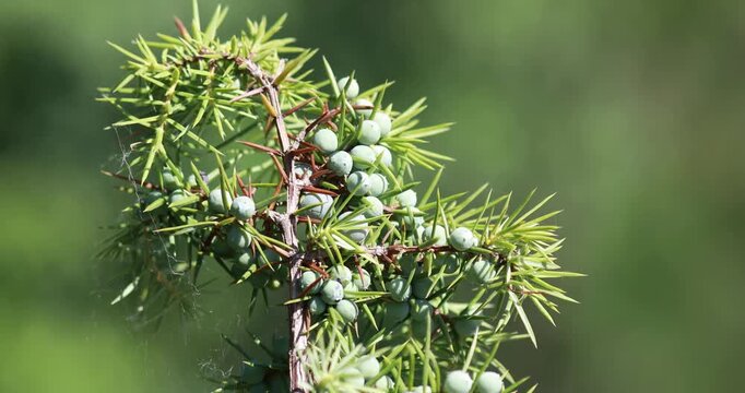 Juniper with berries - Medicinal plant and evergreen tree -Juniperus communis