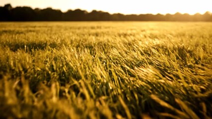 Golden hour sunlight sweeps across an expansive field of tall swaying grass, filmed with a slow tracking shot idyllic, serenity, golden hour sunlight