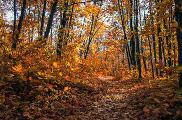 An autumn golden path in an oak forest. Nature reserve. Kyiv, Ukraine.