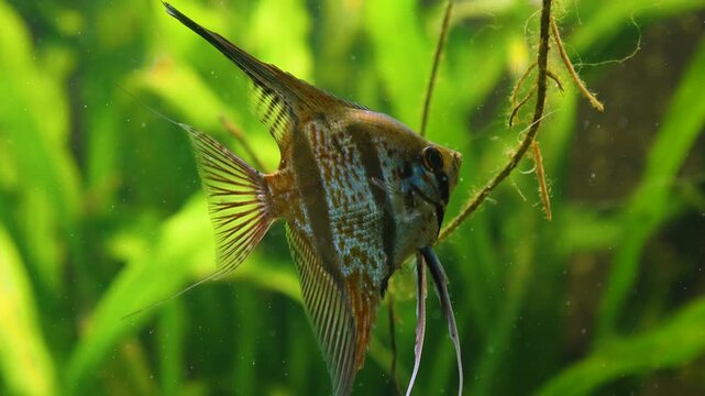 Close up of a freshwater angelfish swimming around water plants underwater.	