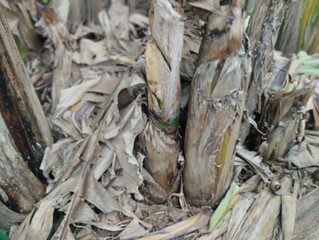 A close-up photograph featuring new banana shoots, also known as suckers, growing from the base of the main plant. The young shoots are surrounded by dry, brown banana leaves and cut-down stems.