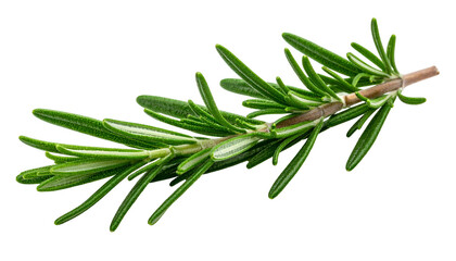 Fototapeta premium A sprig of vibrant green aromatic herb on a black background. Detailed close-up