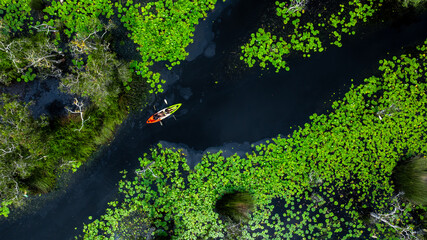 Aerial top view jungle wetlands wilderness, Wetlands crucial for biodiversity, Swamp landscape ecological reserve in wildlife, Greenery rural area with swamp.