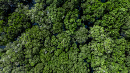 Obraz premium Aerial top view jungle wetlands wilderness, Wetlands crucial for biodiversity, Swamp landscape ecological reserve in wildlife, Greenery rural area with swamp.