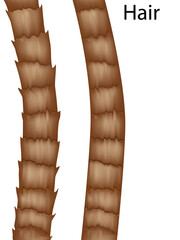 Healthy and Damaged Human Hair Structure Comparison. Realistic medical illustration showing a close-up view of human hair structure. Demonstrates the outer cuticle layers of the hair shaft.