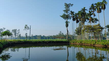 Obraz premium Serene Pond Reflection of Areca Nut Palms in Rural Bangladesh