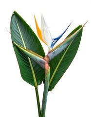 Exotic bloom with white, orange, blue flower and large green leaves
