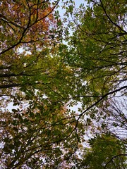 Autumn 
