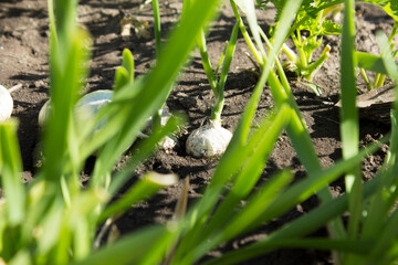 Onions grow in the garden.
