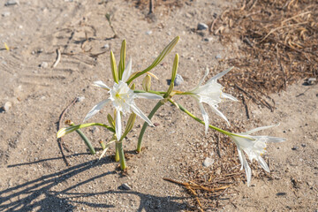 Kos_Aug 2025 (1501).ARW