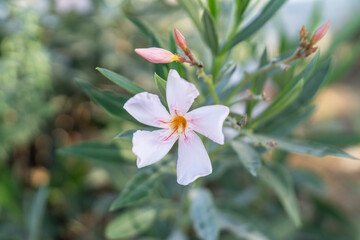 Kos_Aug 2025 (1503).ARW