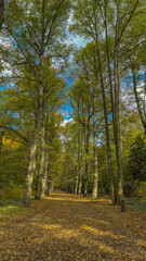 Beautiful road in autumn leaves in autumn