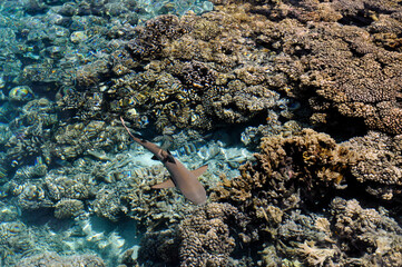 Schwarzspitzen-Riffhai über den Korallen 