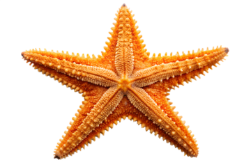 Orange starfish isolated on transparent background
