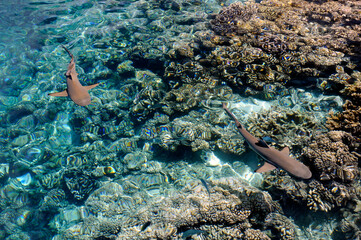 Schwarzspitzen-Riffhai über den Korallen 