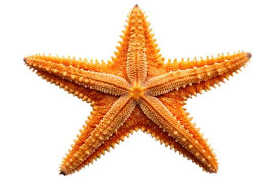 Orange starfish isolated on transparent background
