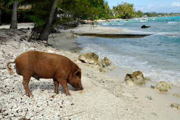 Schwein am Strand von Rangiroa in der Südsee