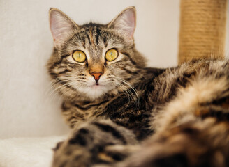 Striped fluffy is resting on a cozy couch. Pet.