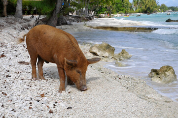 Schwein am Strand von Rangiroa in der Südsee