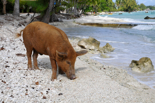 Schwein am Strand von Rangiroa in der S&uuml;dsee