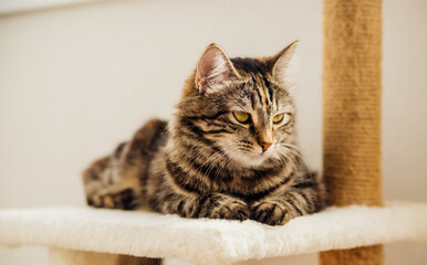 Striped fluffy is resting on a cozy couch. Pet.