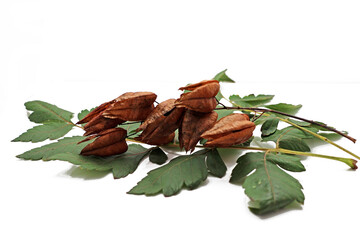 fruit du charme houblon