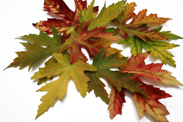 couleur des feuilles à l automne