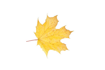 Autumn. Dry yellow maple leaf on a PNG background.