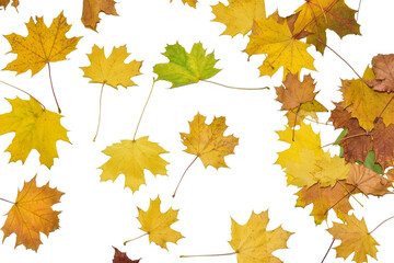Dry yellow maple leaves on a yellow background.