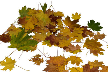 Autumn. A pile of yellow maple leaves on a PNG background.
