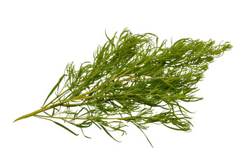 Bassia venica, or Kochia, is a species of annual plant in the genus Bassia in the family...