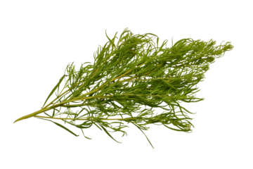 Bassia venica, or Kochia, is a species of annual plant in the genus Bassia in the family Amaranthaceae. A branch of this plant lies against a white background.