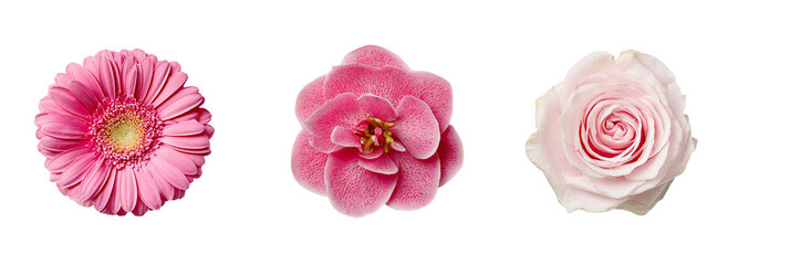 Three vibrant flowers in shades of pink and light pink, isolated against a black background.  Each flower has a distinct shape and color variation.  