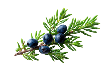 Close-up of juniper branch with berries (1)