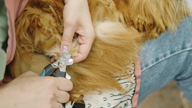 Groomer carefully trims the claws of a Maine Coon cat using nail clippers during a professional grooming session in a pet salon