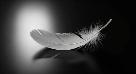 feather on black background