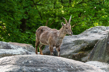Alpine ibex, Capra ibex is a species of wild goat that lives in the mountains of the European Alps.
