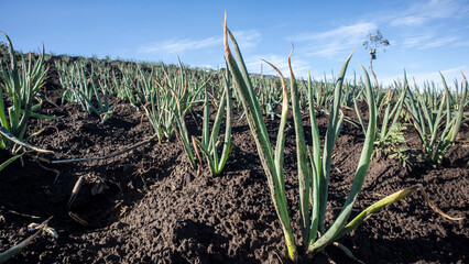 Spring onion (Allium fistulosum) plantation is also known as Welsh onion or Japanese bunching onion