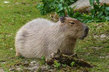 The Capybara, Hydrochoerus hydrochaeris is the largest living rodent in the world.