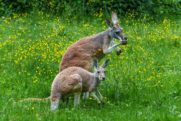Fototapeta premium The red kangaroo, Macropus rufus is the largest of all kangaroos and the largest extant marsupial.