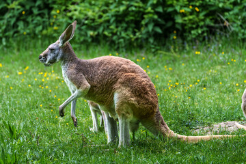The red kangaroo, Macropus rufus is the largest of all kangaroos and the largest extant marsupial. © rudiernst