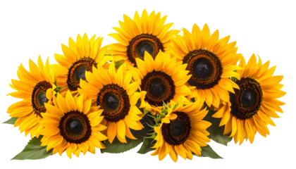 A cluster of bright yellow sunflowers with dark brown centers and green leaves on black