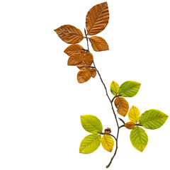 A single beech twig displays autumn’s palette—green, yellow, and brown leaves mark the graceful...